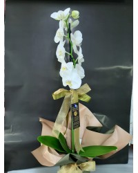 Seramik Saksıda Tek Dal Beyaz Orkide