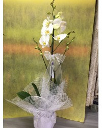 Seramikli Tek Dallı Beyaz Orkide