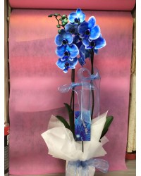 Seramikte Çift Dallı Mavi Orkide