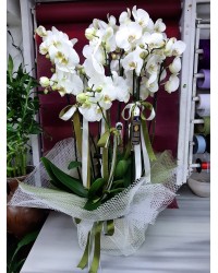 Seramikte Beyaz Çoklu Orkide
